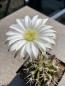 Preview: Echinopsis Hybr. weiss